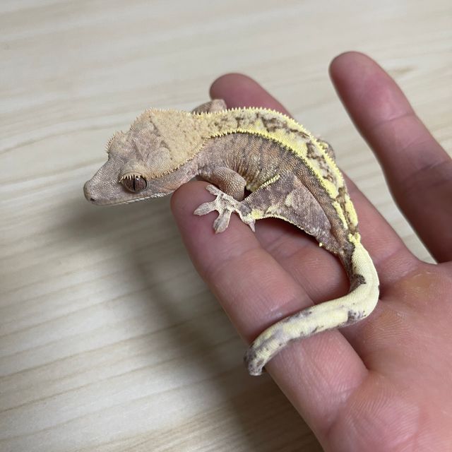 카푸치노
