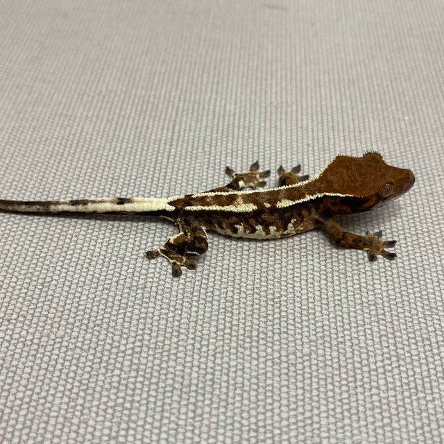카푸치노 트라이 핀스트라이프