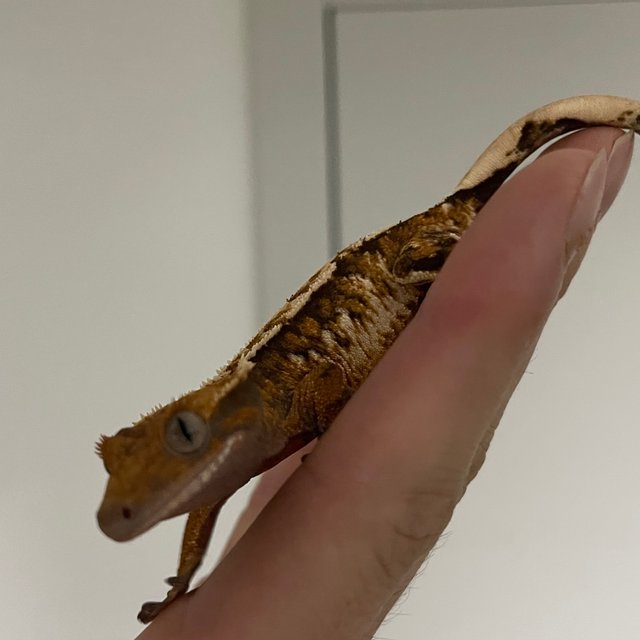 노멀 트라이 익스트림할리퀸 텐저린