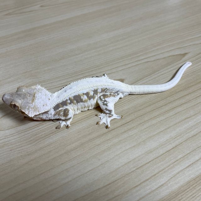 릴리화이트