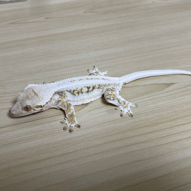 릴리화이트 트라이
