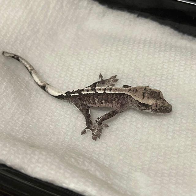 아잔틱
