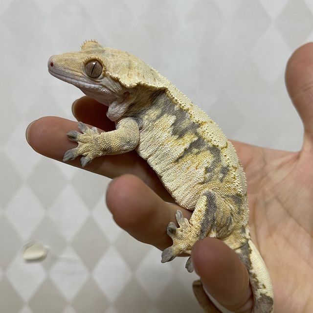 트라이 바브