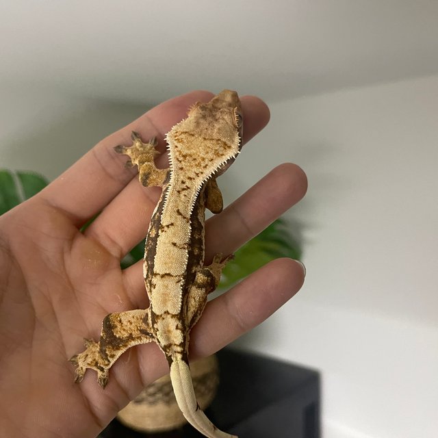 노멀 트라이 쿼드