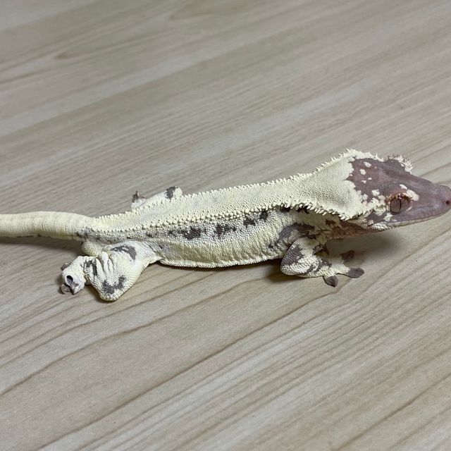 프라푸치노