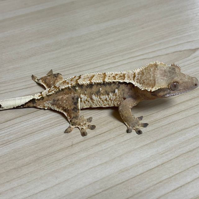 트라이 익스트림할리퀸
