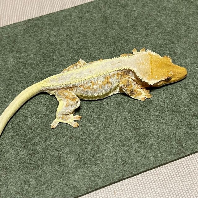 릴리화이트 트라이