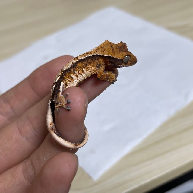 트라이 익스트림할리퀸 바브 텐저린