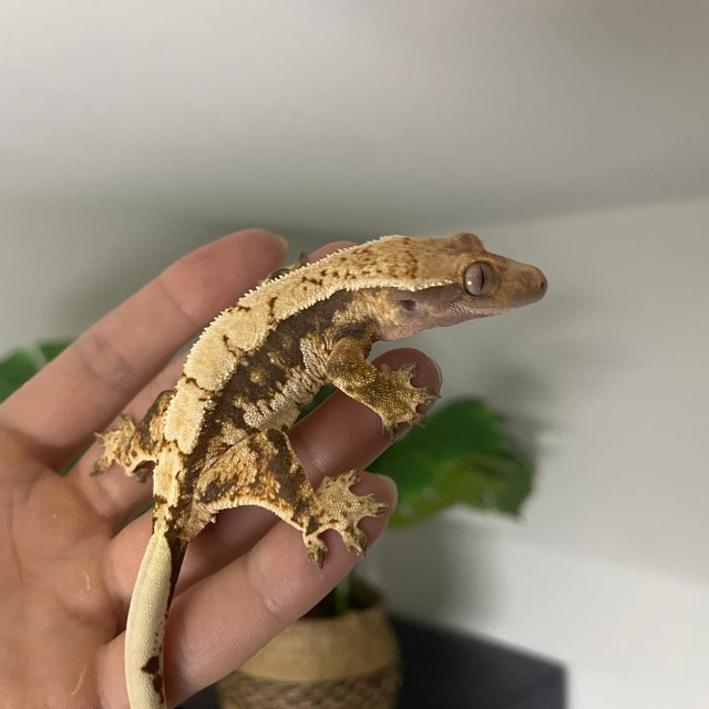 노멀 트라이 쿼드