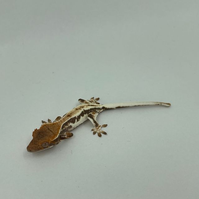 프라푸치노