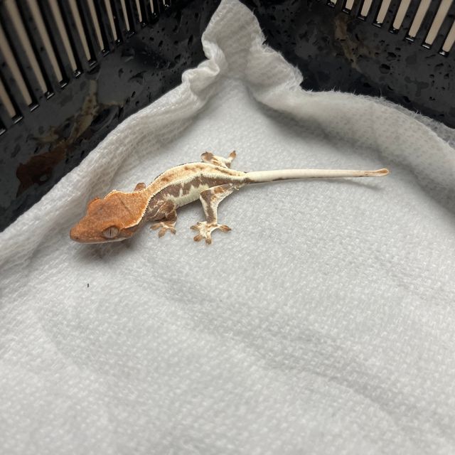 프라푸치노