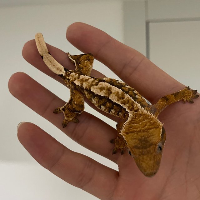 노멀 트라이 익스트림할리퀸 텐저린