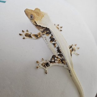 라임