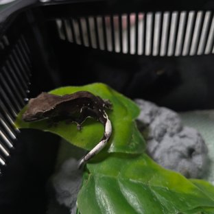 아잔틱