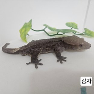 감자