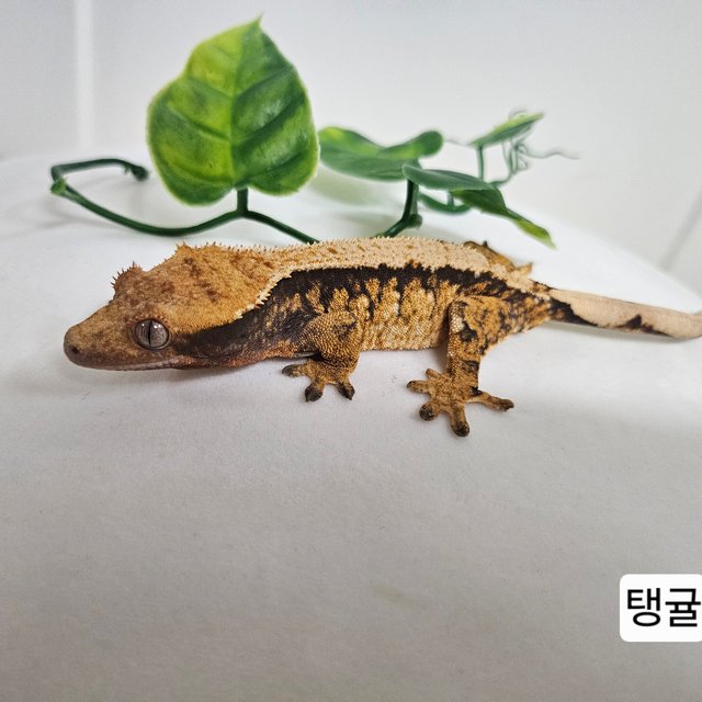 트라이 익스트림할리퀸