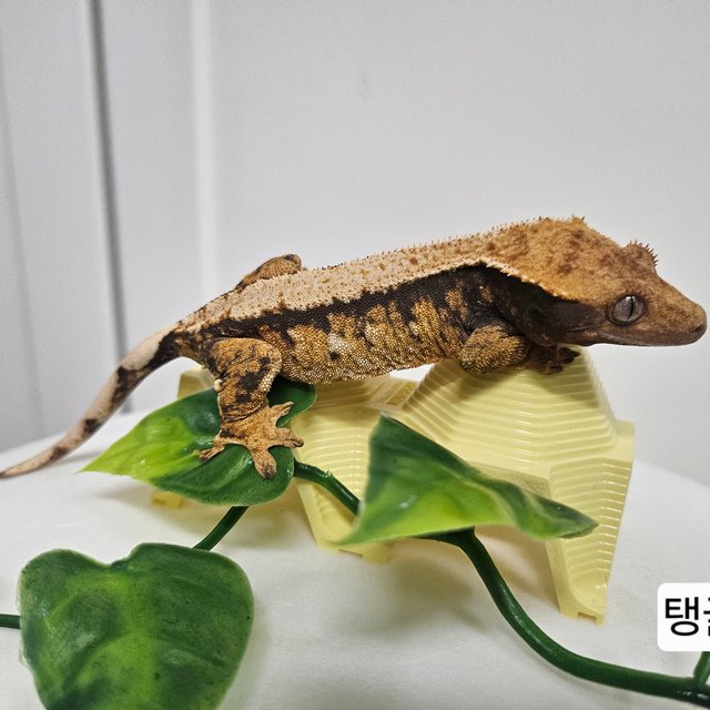 트라이 익스트림할리퀸