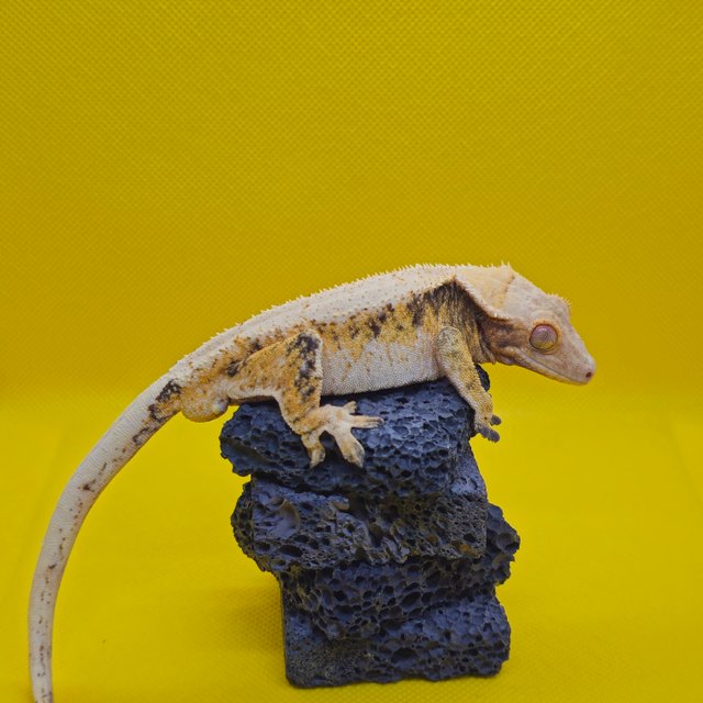 트라이 익스트림할리퀸