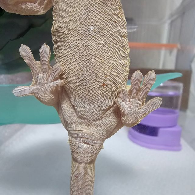 100%헷아잔틱