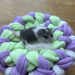 오레오