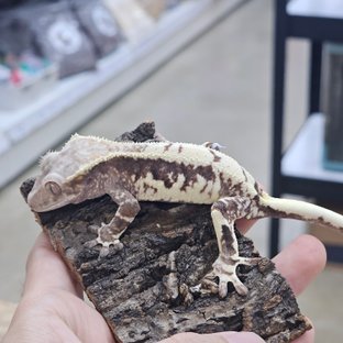프라푸치노