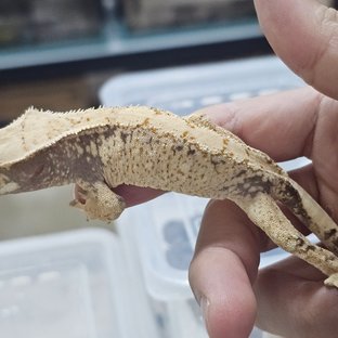 트라이 익스트림할리퀸