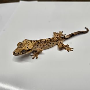 옐로우 슈퍼달마시안