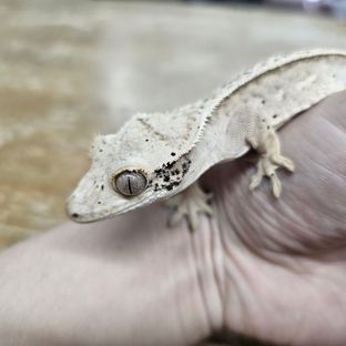크림 달마시안 옐로우