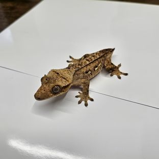 옐로우 쿼드