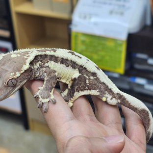 프라푸치노