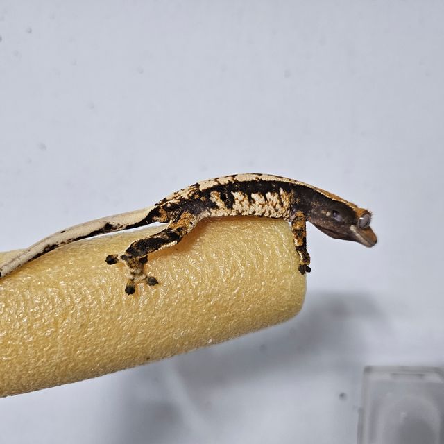 트라이
