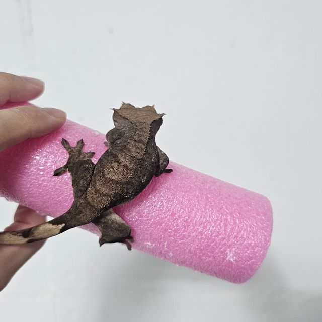 다크 챠콜