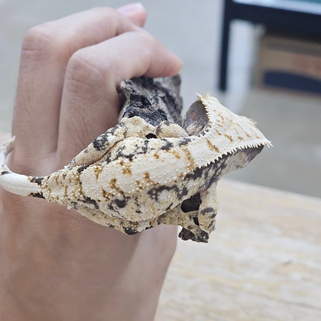 트라이 익스트림할리퀸