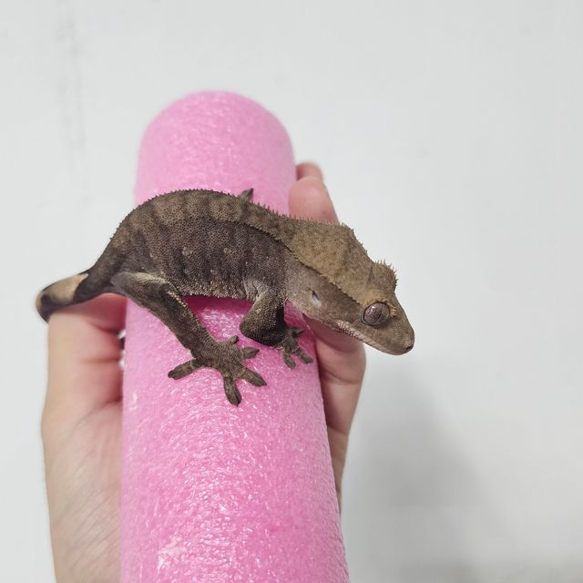 다크 챠콜