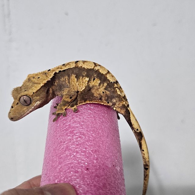 할리퀸
