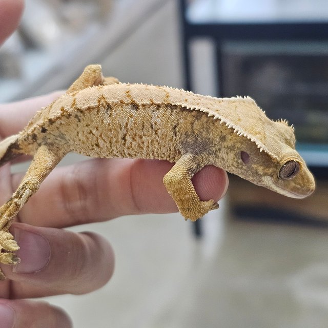 트라이 익스트림할리퀸