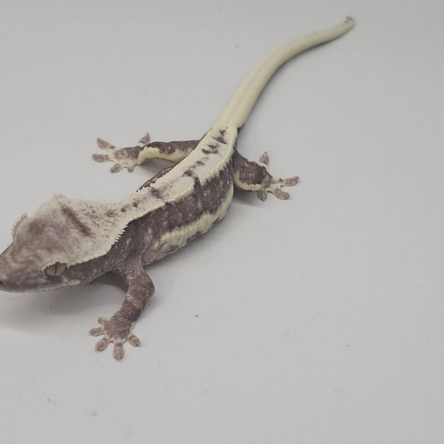 릴잔틱