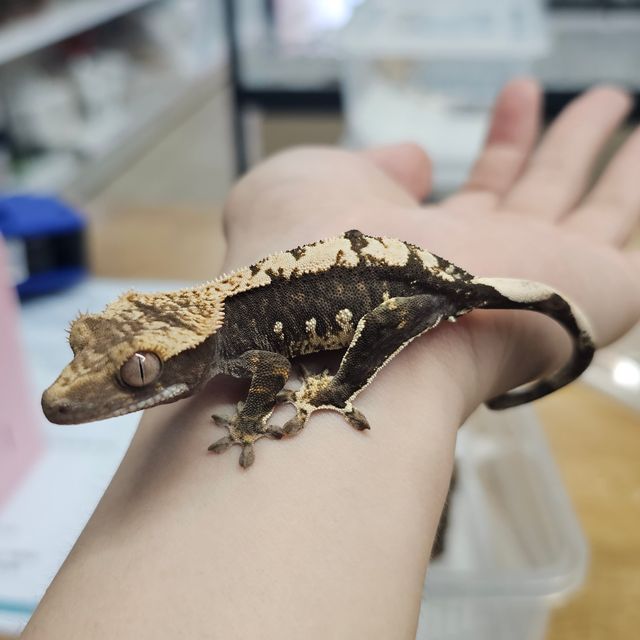 블랙 할리퀸