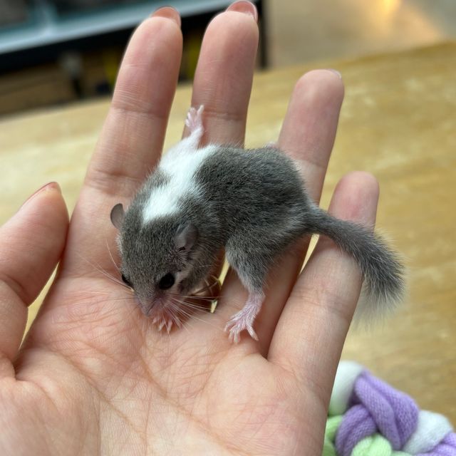 파이드