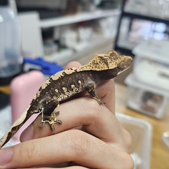 블랙 할리퀸