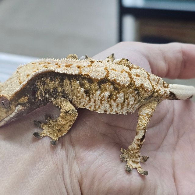 트라이 익스트림할리퀸