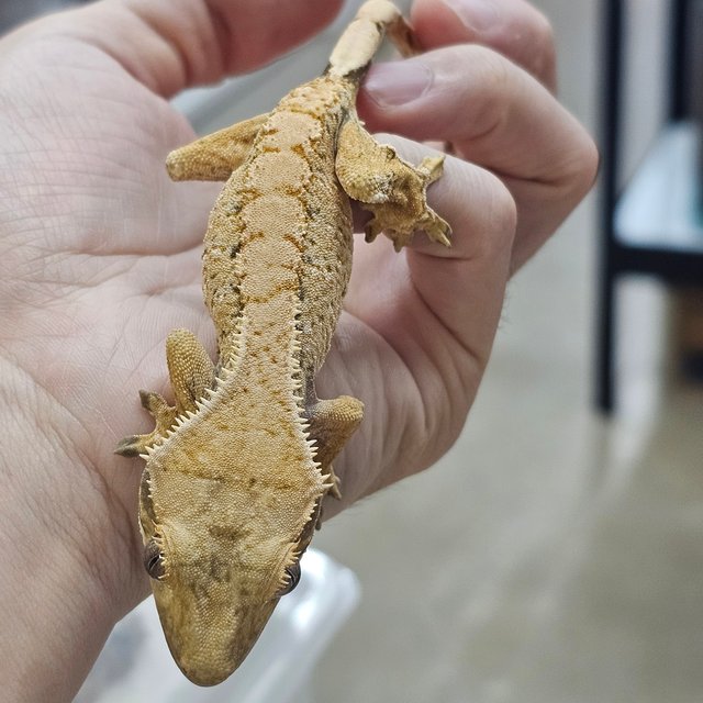 트라이 익스트림할리퀸