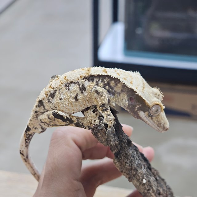 트라이 익스트림할리퀸