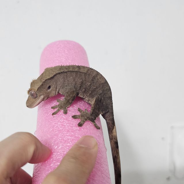 다크 챠콜