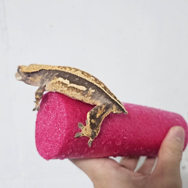 쿼드