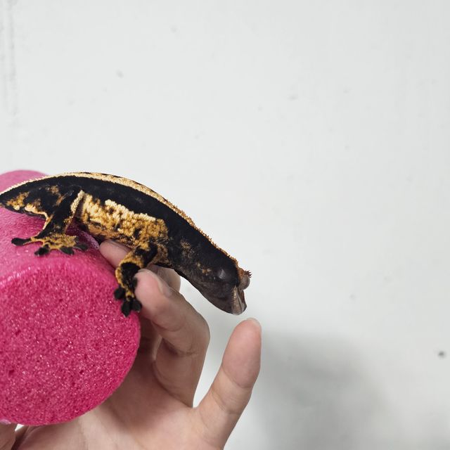 다크 쿼드