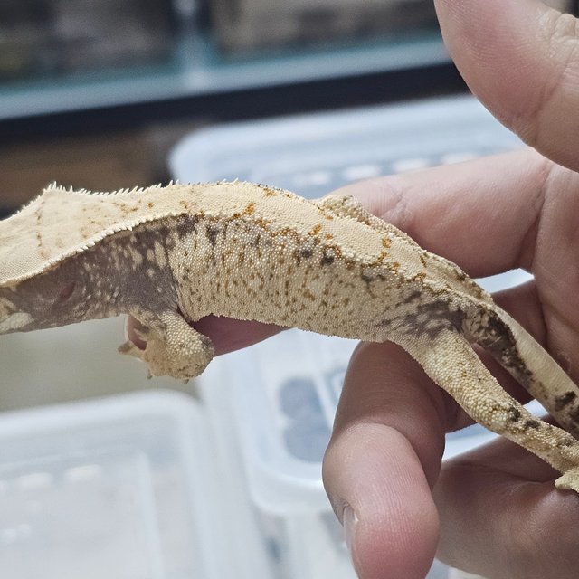 트라이 익스트림할리퀸