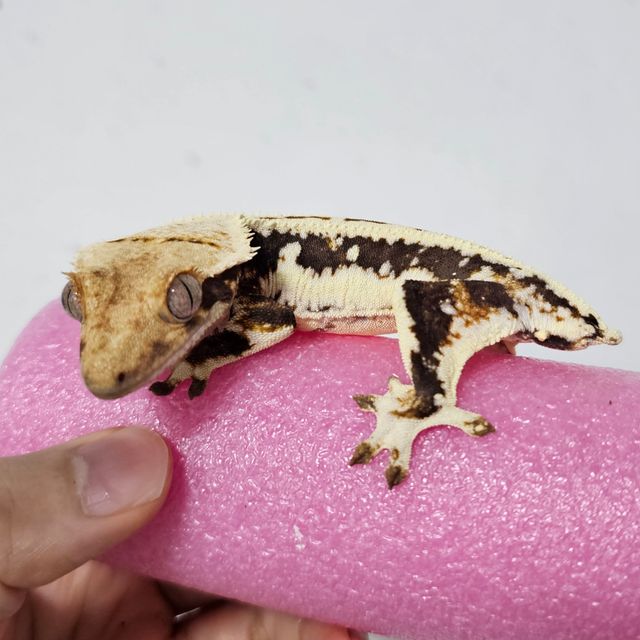 릴리화이트