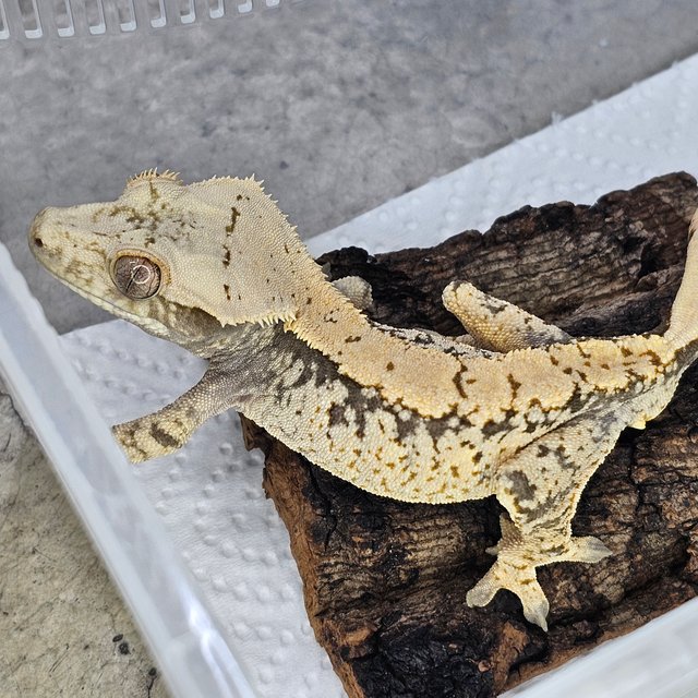 익스트림할리퀸 트라이