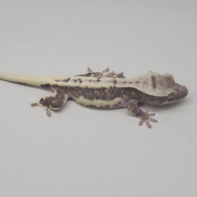 릴잔틱